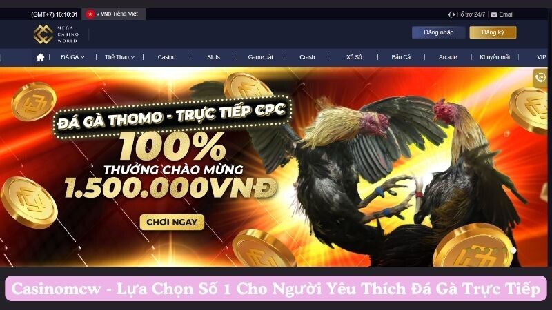 Giới thiệu trang web đá gà trực tiếp casinomcw