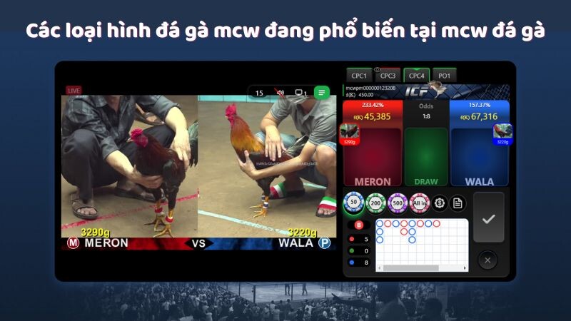 Các loại hình đá gà mcw đang phổ biến tại mcw đá gà 