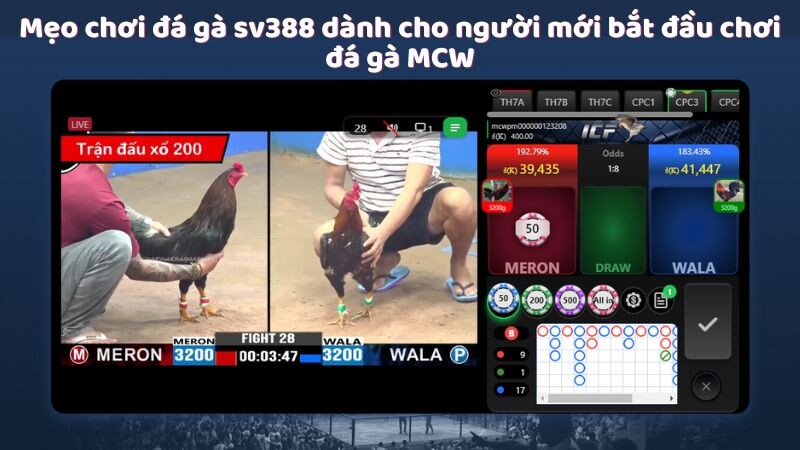 Mẹo chơi đá gà sv388 dành cho người mới bắt đầu chơi đá gà MCW