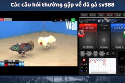 Đá Gà Sv388 – Khám Phá Tựa Game Cá Cược Trực Tuyến Hấp Dẫn