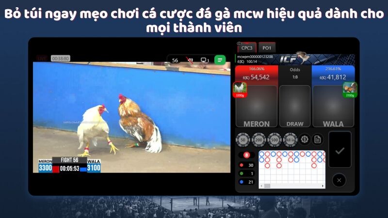 Bỏ túi ngay mẹo chơi cá cược đá gà mcw hiệu quả dành cho mọi thành viên